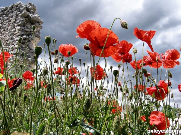 Poppies